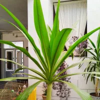 فروش گل طبیعی تزئینی