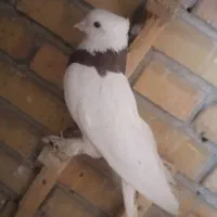 کفتر طوقی ساده آلمانی شامی