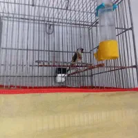 سهره