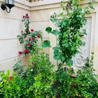 سویت ومنزل ویلایی دربست همکف * شیک *دوخواب *