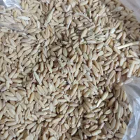 فروش گندم