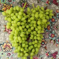 غوره عسگری درجه یک و تازه