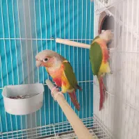 جفت گرینچیک ردفکتور بالغ