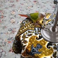 طوطی گرینچیک