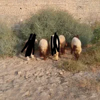 3عدد بره نر