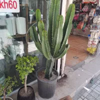 گل یخ