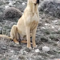 سگ ماده|سگ|ماکو, |دیوار