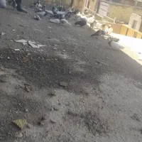 کبوتر طوقی