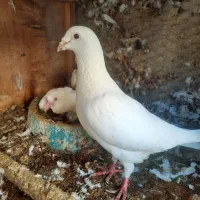 کفترسارورنگی