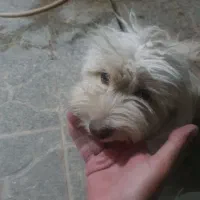 سگ پیدا کردم