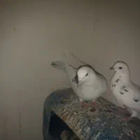 کبوتر