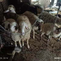 بره قوچ