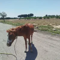 اسب نریان
