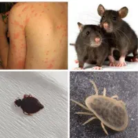 ریشه کنی موریانه۱۰۰%تضمین سوسک ساس سم‌پاشی موش