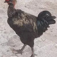 خروس سیاه