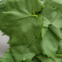 برگ دلمه تازه