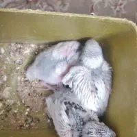 جوجه مرغ عشق دونخور