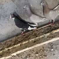 کبوتر نر قلدر