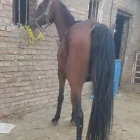 فروش ۸ راس اسب پالانی