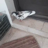 یال