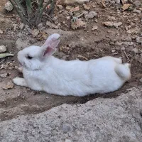 خرگوش