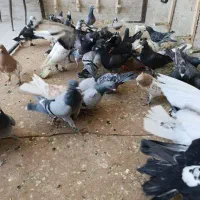 پنجاه عددکفتربومب زدوخوردی