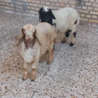 ۲تا بره یکی نر یکی ماده درجه یک تمیز خوش خوراک