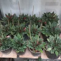 گل آپارتمانی قیمت مناسب کیفیت عالی