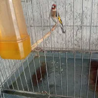 سهره