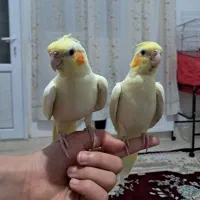 عروس هلندی چشم شرابی  (لوتینو)