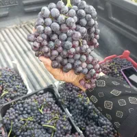 انگور سیاه بدون هسته