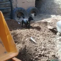 سگ پاکوتاه