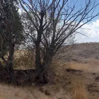 خدمات|خدمات باغبانی و درختکاری|قیدار, |دیوار