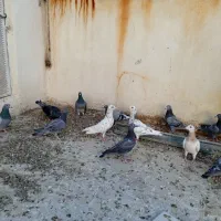 کفتر کبوتر پلاکی