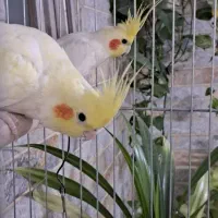 جفت لوتینو
