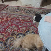 فروش فوری سگ
