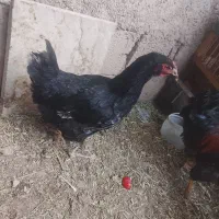 مرغ خروس