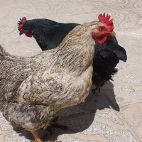 دو عدد مرغ تخم گذار