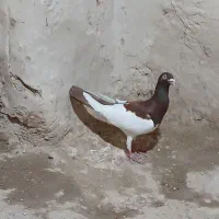 کفتر پرشی یهودی و طوقی