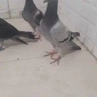 کبوترسالم سبزالمان