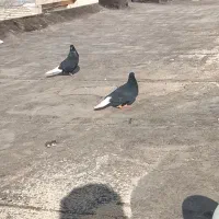 کبوتر زاغ دوم سفید