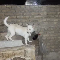 سگ خانگی شیواوا
