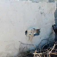 فروش سگ پاکوتاه