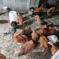 خروس گلپایگانی 50روز
