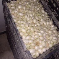 غده پیاز مینروا و سایروس ضمانتی دستگیری اصلی