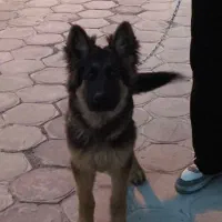 سگ ژرمن کینگ سایز چهار ماه
