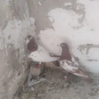 کبوتر|پرنده|نیشابور, شهرآرا|دیوار