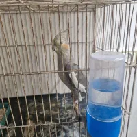 طوطی عروس ماده