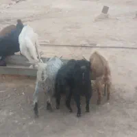 هفت تا بی نر