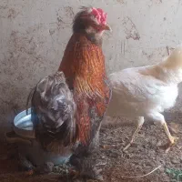 خروس جوان